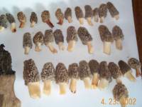 2002_Morels2