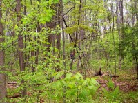 2005-Spring-11