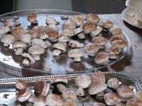 2008-Fall-Hammond-20