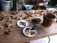 2008-Fall-Hammond-25