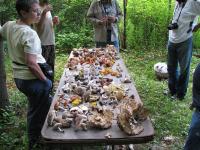 2008-Summer-1-Martin-36