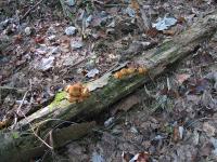 2009-Fall-Hammond-23