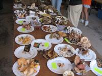 2009-Fall-Hammond-53