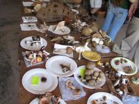 2009-Fall-Hammond-54