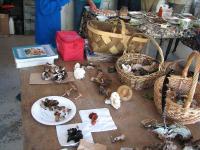 2009-Fall-Hammond-56