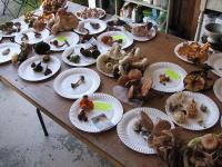 2009-Fall-Hammond-58
