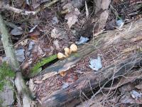 2010-Fall-Hammond-23