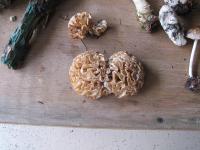 2010-Fall-Hammond-37