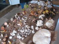 2010-Fall-Hammond-50
