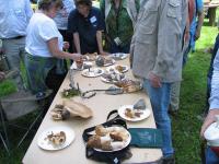 2010-Spring-Littlefields-36