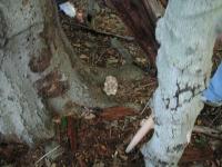 2011-Fall-Hammond-12