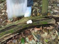 2011-Fall-Hammond-13