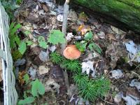 2011-Fall-Hammond-14
