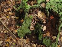 2012-Fall-Hammond-23