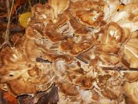 2012-Fall-Hammond-53