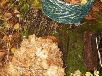 2012-Fall-Hammond-54